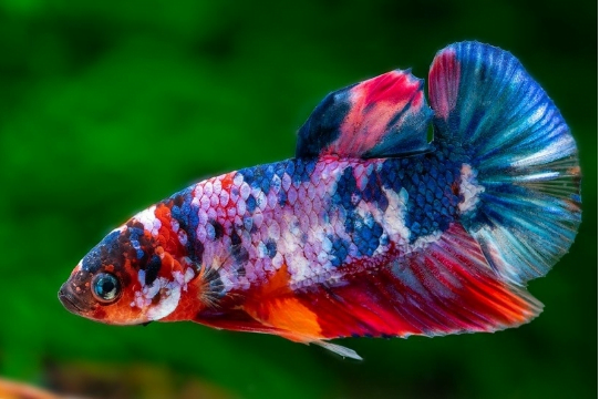 Exploring the Koi Galaxy Betta’s Colorful Universe