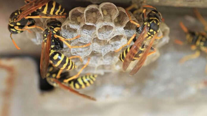 Wasp Infestations