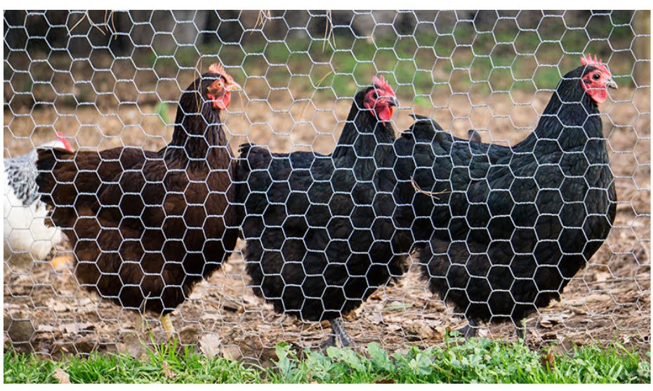 Common chicken predators and how a chicken fence can protect your flock