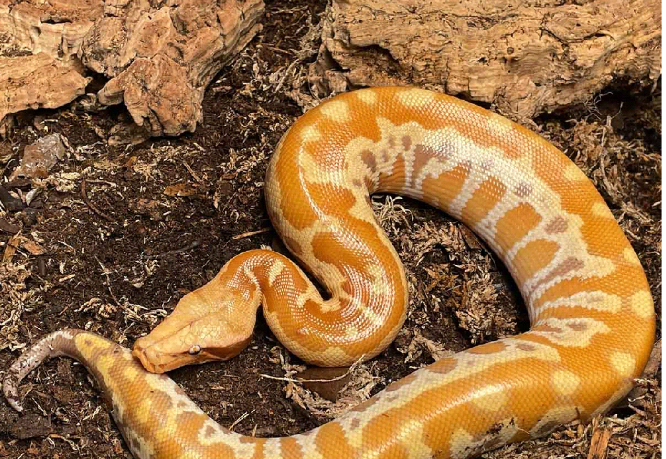 3 Different Species of Snakes Kept as Pets