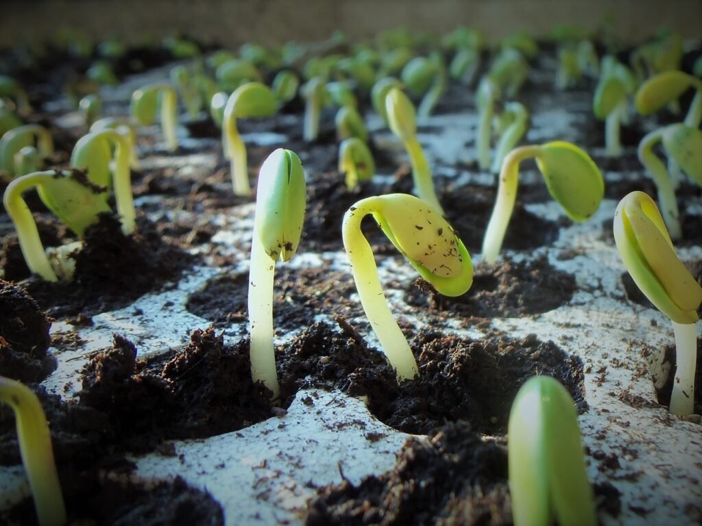 From Farm to Table: Tracing the Journey of U.S. Soybeans