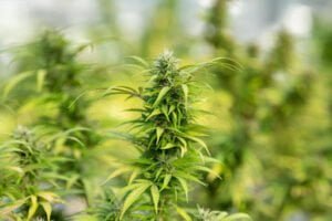 Health Implications of THC Vaping: What You Need to Know