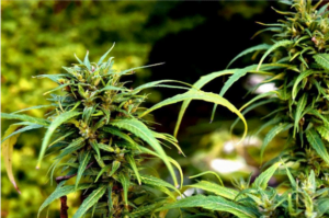 Rainbow Haze Feminized Seeds Review by AskGrowers