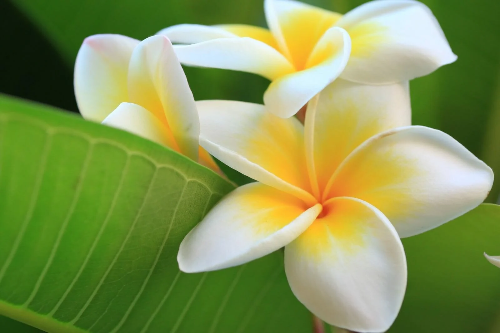 30 Amazing Types of Exotic Flowers