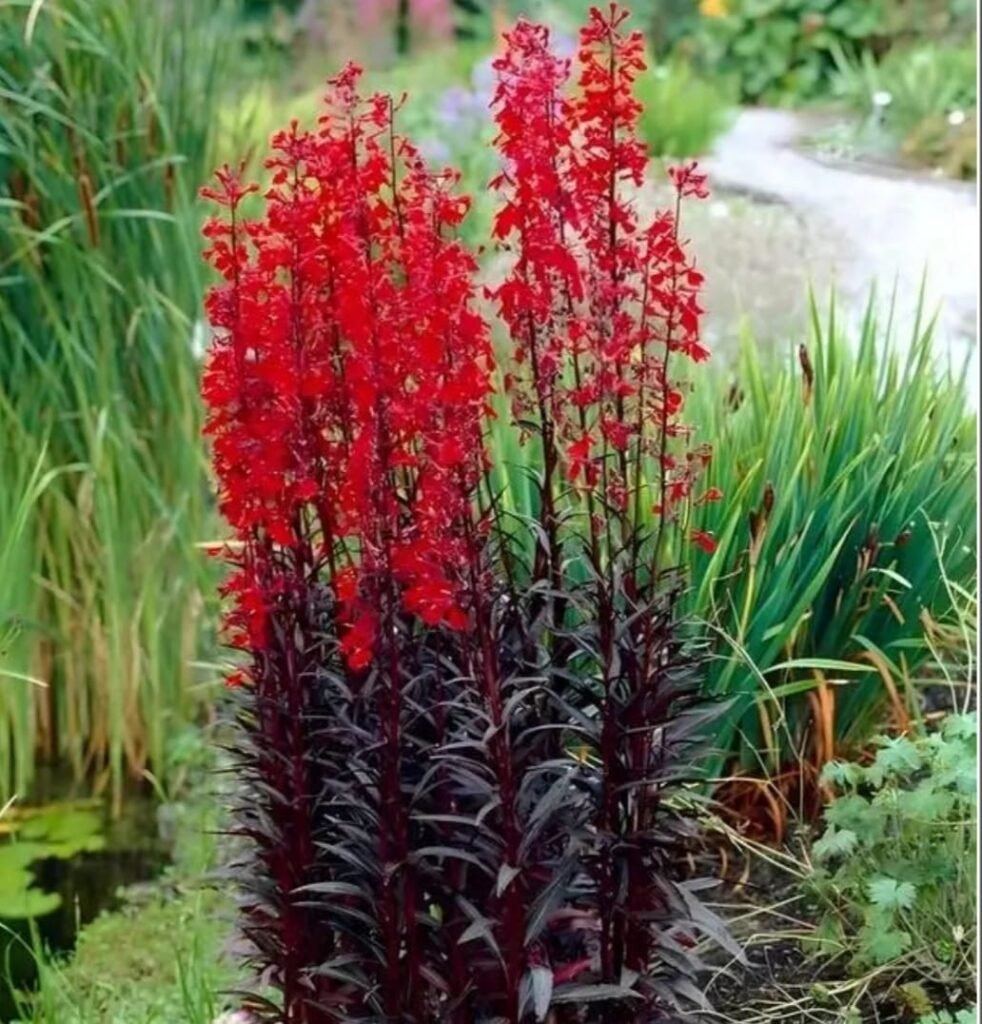 The Cardinal Flower, scientifically known as Lobelia cardinalis, is a vibrant perennial plant native to the Americas