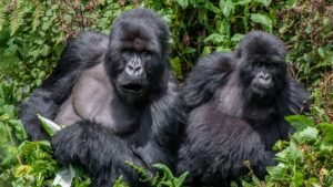 Encountering Majestic Gorillas: The Ultimate Gorilla Trekking Experience