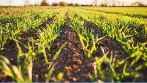 What Is Farm Insurance and Why Is It Important for Every Farmer