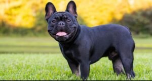 French Bulldog Breeding Fees and Guidelines