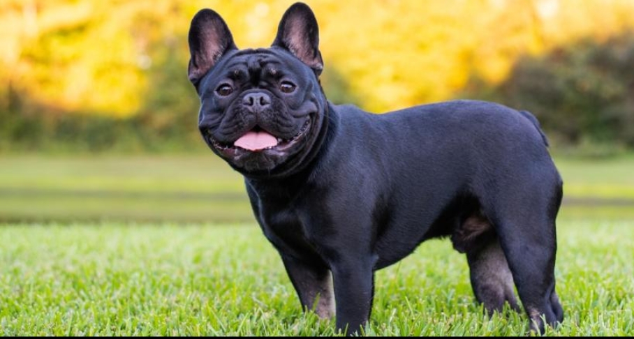 French Bulldog Breeding Fees and Guidelines
