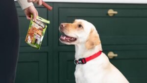 Dog Treats: Why Do You Need Them?