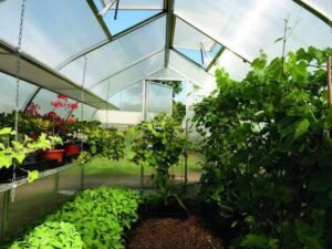 Benefits of Installing a Greenhouse