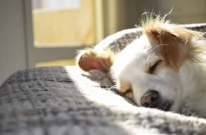 Furry Friends Welcome: Unleashing the Benefits of Pet-Friendly Rentals