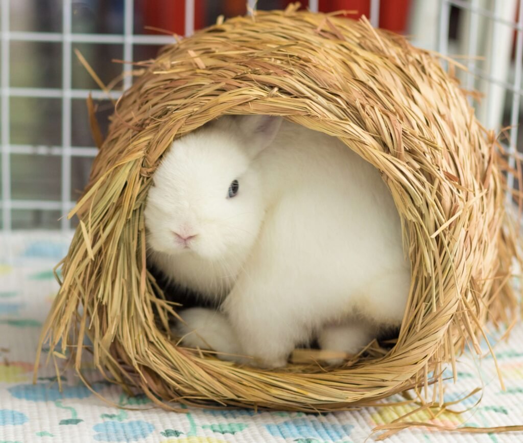 Finding The Perfect Bunny Toys: A Guide For Rabbit Owners