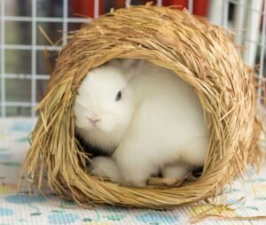 Finding The Perfect Bunny Toys: A Guide For Rabbit Owners