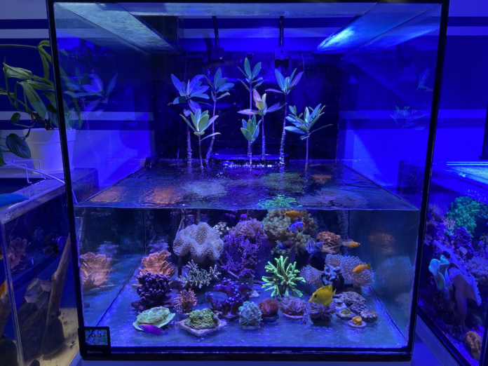 Kessil Lights