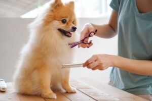 Importance of Regular Dog Grooming
