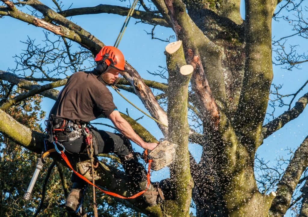 Hiring a Professional Tree Surgeon in Markfield and Coalville: A Comprehensive Guide