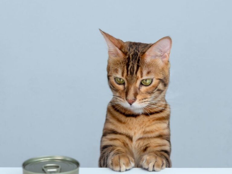 Can I Own a Cat? Is This a Good Idea?