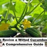 How to Revive a Wilted Cucumber Plant A Comprehensive Guide