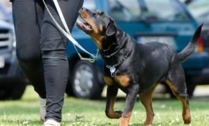 What is the Target Market for Dog Training?