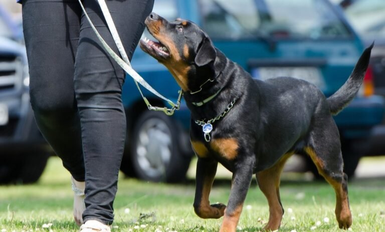 What is the Target Market for Dog Training?