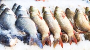 Guide to Choosing the Freshest Fish Online
