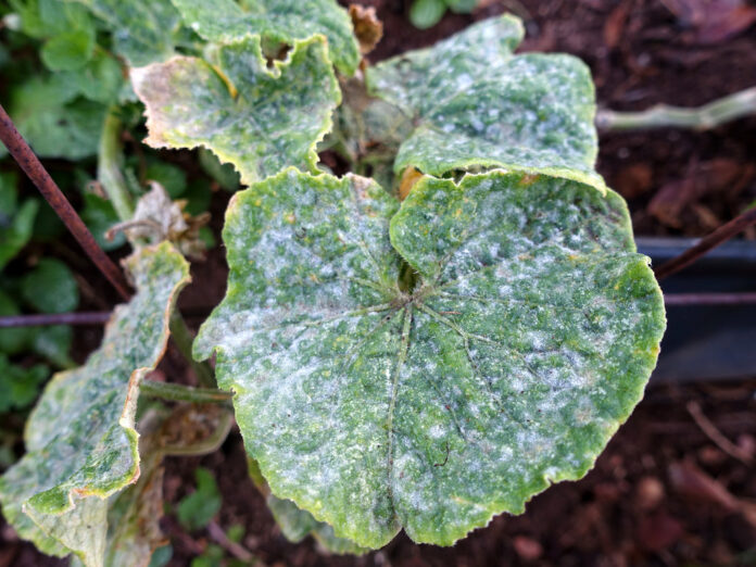 Unveiling the Power of TRIANUM SHIELD: A Natural Defender Against Powdery Mildew on Cucumbers