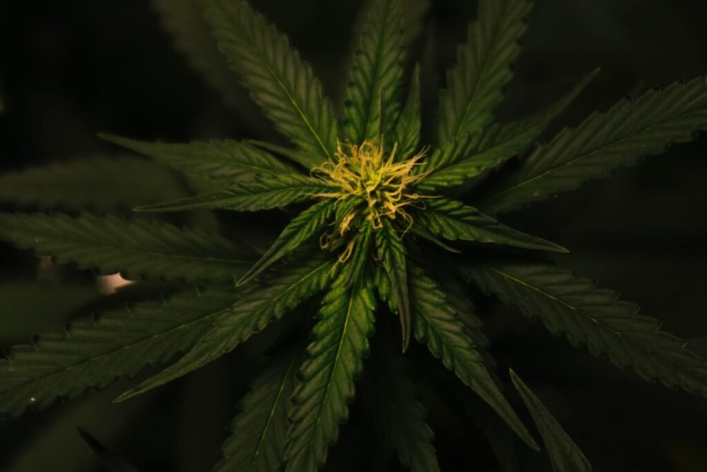 7 Tips on How to Source High-Quality Medical Cannabis in QLD