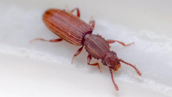 Beetle Infestation: Effective Treatments and Prevention Strategies