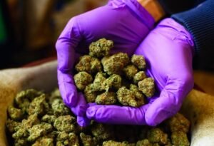 Breaking Down Delays: Understanding Factors That Can Impact the Length of Obtaining a Medical Marijuana Card