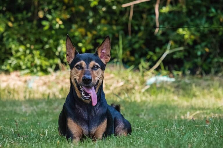Discover the Beauty of German Shepherd Doberman Mix Puppies