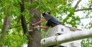 The Ultimate Tree Removal Checklist: From Assessment to Aftercare