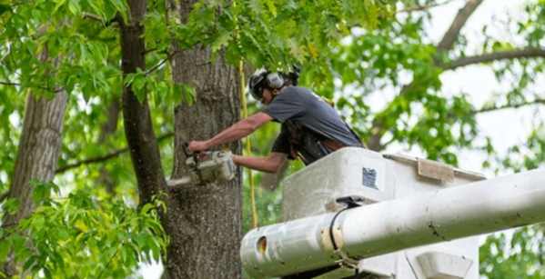 The Ultimate Tree Removal Checklist: From Assessment to Aftercare
