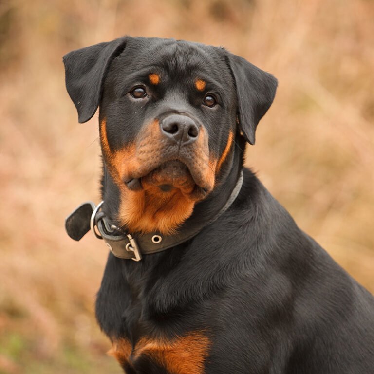 Looking for Rottweiler puppies for sale