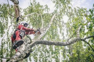 El Cajon Tree Removal Service Selection Guide: A Step-by-Step Guide”