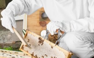 The Importance of Beekeeping Gloves for Beekeepers