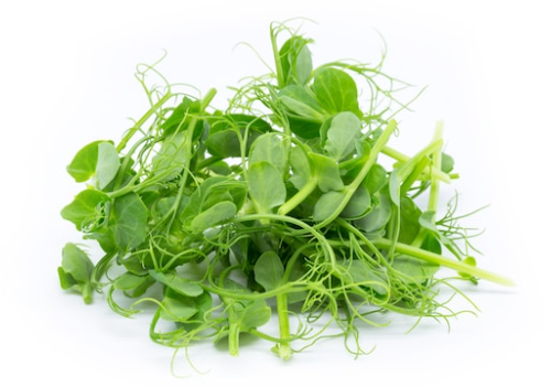 How To Grow Microgreens – Step By Step Instructions