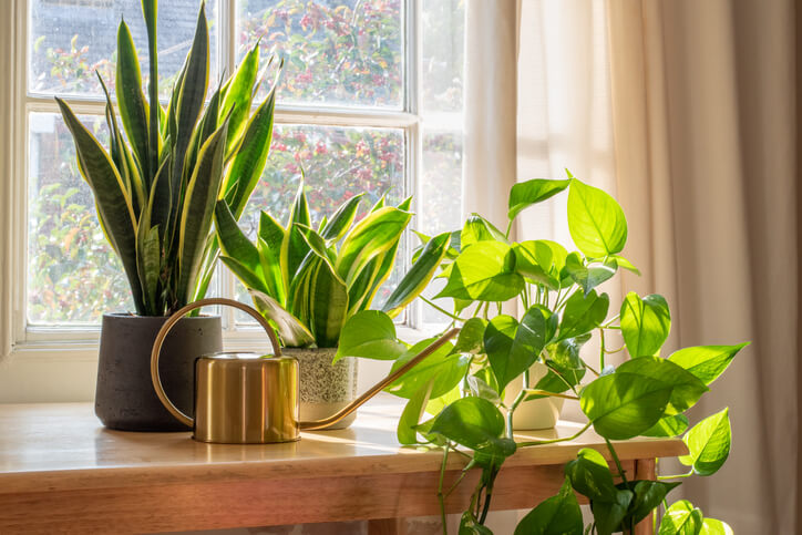 The Surprising Health Benefits of Indoor Plants