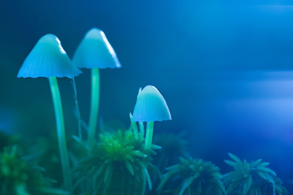 Psychedelic Training Programs