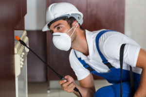 DIY vs. Professional Pest Inspections in Ipswich: Pros and Cons