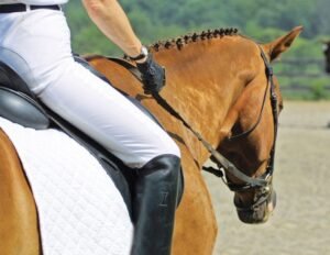 Choosing the Perfect Saddle: A Rider’s Dilemma