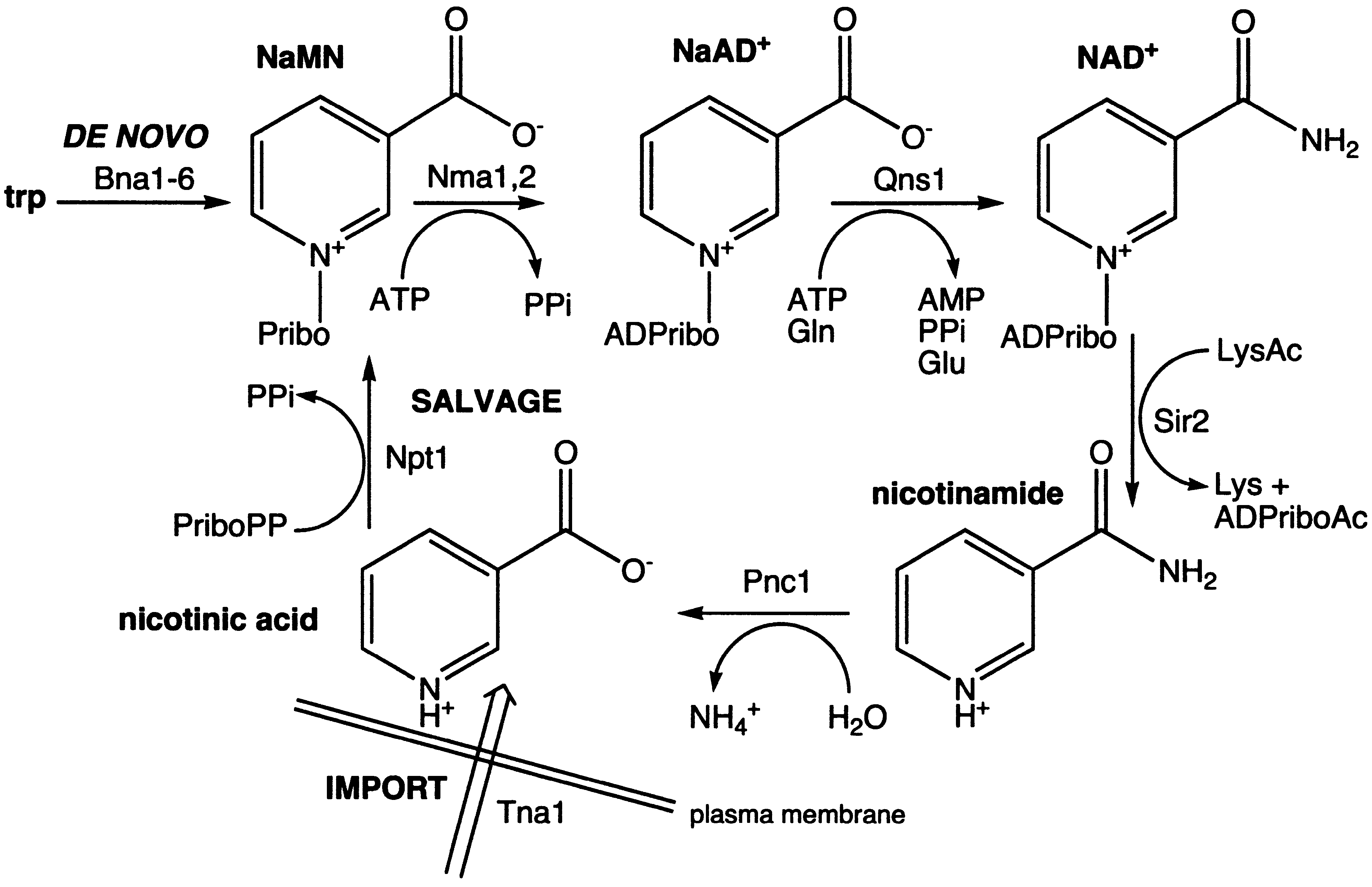 Nicotinamide Riboside Dosage: Unlocking the Benefits of NAD+ Precursor