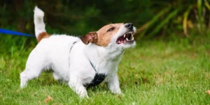 Effective Strategies for Training Aggressive Dogs