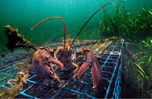All About Lobster: Things You Should Know
