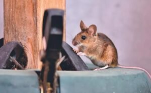 Top 8 Rodent Infestation Prevention Tips for Your Canberra Property