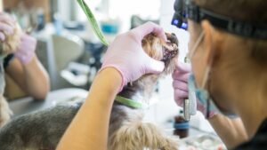 Brian Kersten Explores Oral Health and the Well-Being of Small Pets: The Importance of Preventive Dental Care