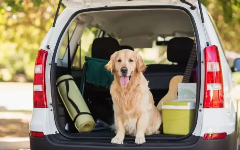 Tips To Travel Without Any Hassle With Your Dog