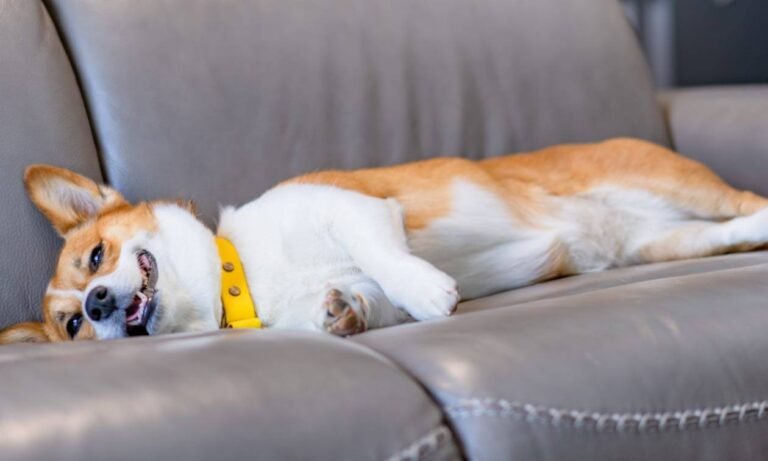 The Mystery of Dog Rash on Belly: Causes, Care, and Comfort