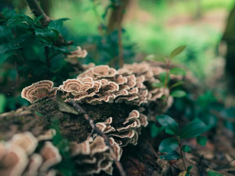 The Marvels of Turkey Tail Mushroom and its Capsules