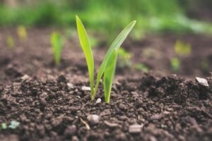 “The Symbiotic Relationship Between Business and Herbicides: Cultivating Success in Every Sprout”